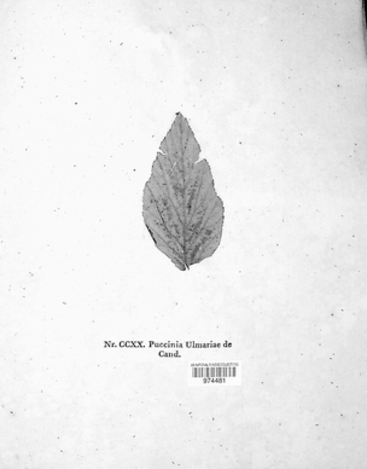 Triphragmium ulmariae image